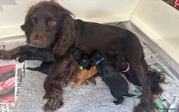 Cockapoo dogs for sale: Gorgeous cockapoo puppies!  - Image 14