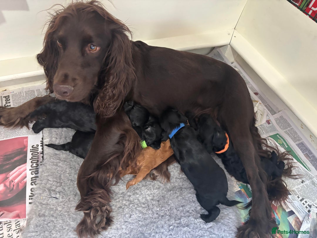 Cockapoo dogs for sale: Gorgeous cockapoo puppies!  - Image 14