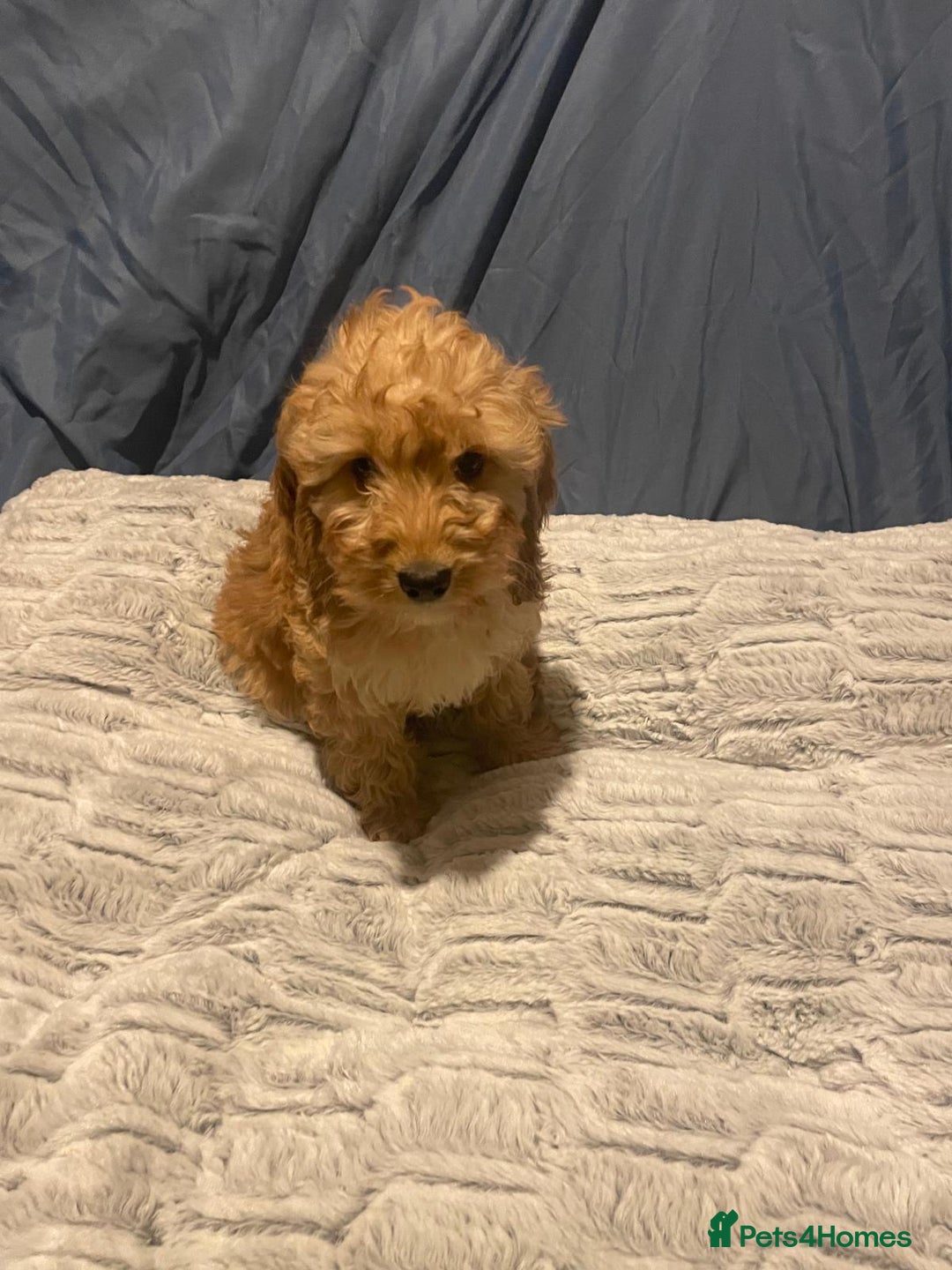 Cavapoo dogs for sale: Cavapoo puppies  - Advert 6