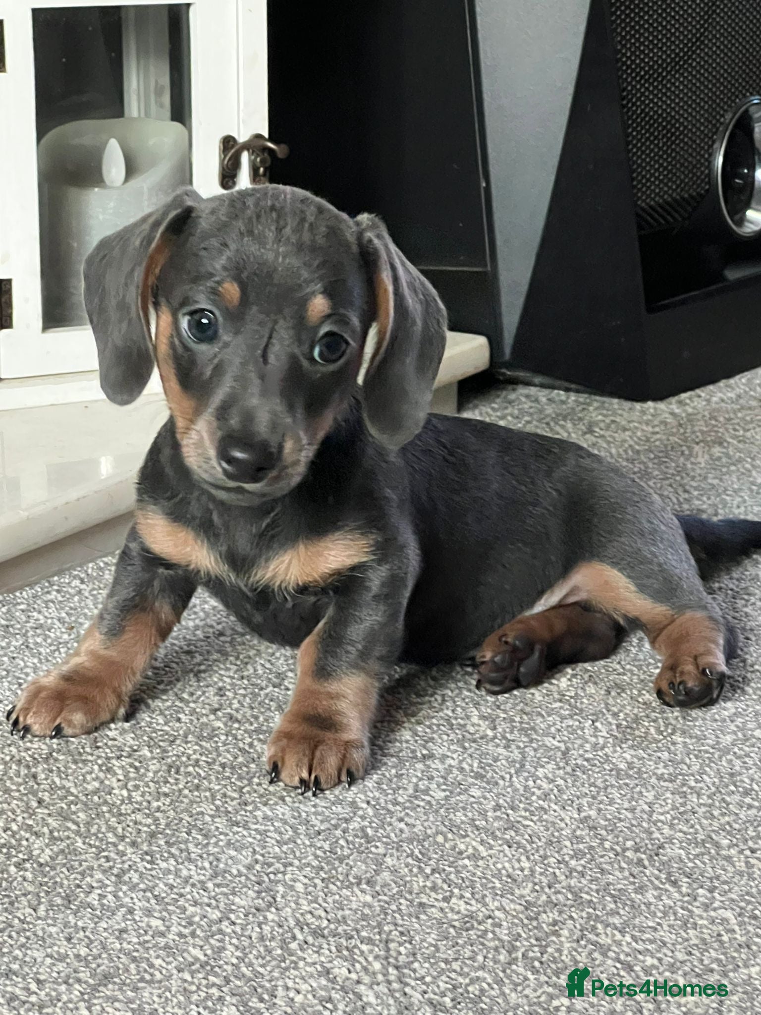 Miniature Dachshund dogs Gorgeous Miniature Dachshunds! Ready 23 Dec - Advert 17