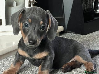 Miniature Dachshund dogs Gorgeous Miniature Dachshunds! Ready 23 Dec - Advert 13
