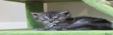 Maine Coon Kitten 3