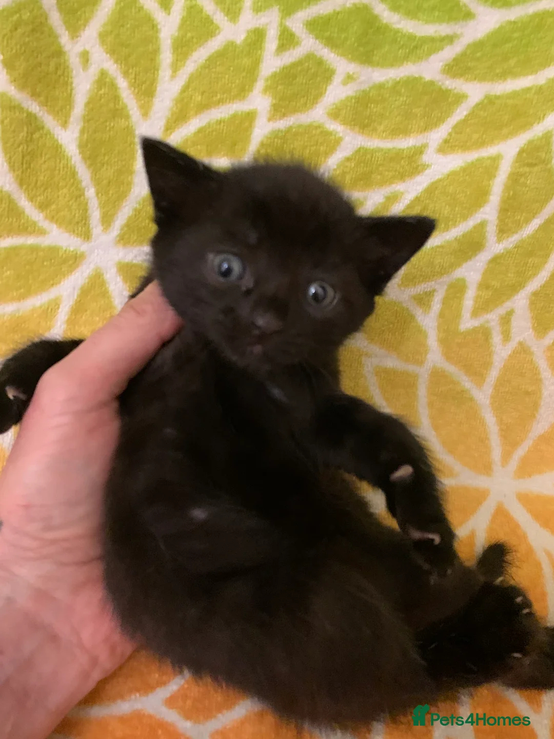 Bombay cats for sale: 🐾 Loving Homes Wanted for 4 Roxy’s Kittens 🐾 - Advert 18