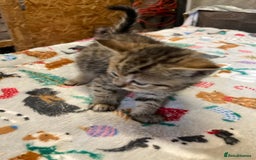 Persian cats for sale: 8 British short hair x Persian kittens  - Image 11