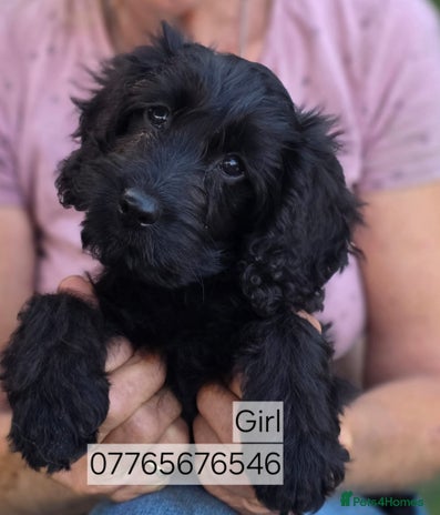 Cockapoo dogs - Advert 1