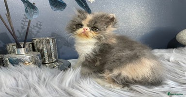 Exotic cats 🏆🔥CHAMPION LINES GCCF EXOTIC KITTENS READY DEC  - Advert 8