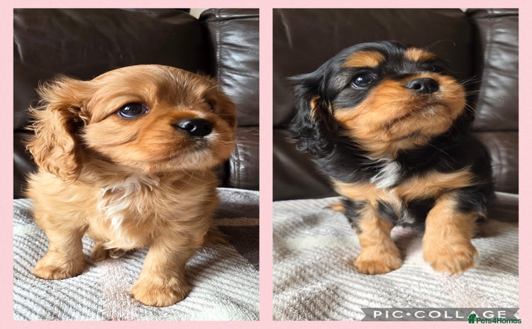 Cavalier King Charles Spaniel dogs - Advert 2