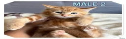 American Shorthair cats for sale: Beautiful Ginger kittens - READY FOR NEW HOMES! - Advert 14