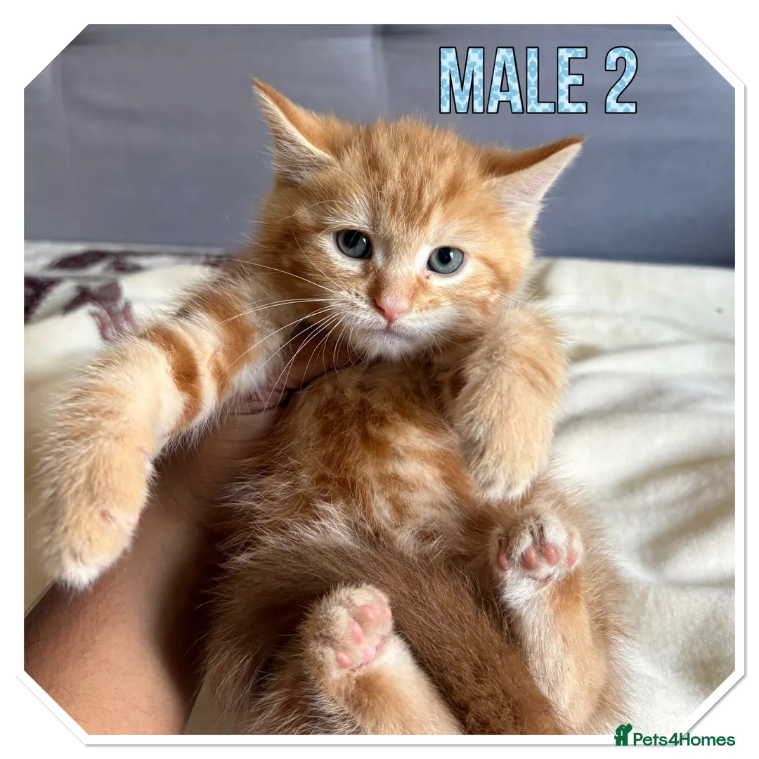 American Shorthair cats for sale: Beautiful Ginger kittens - READY FOR NEW HOMES! - Advert 14