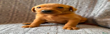 Labrador Retriever 2