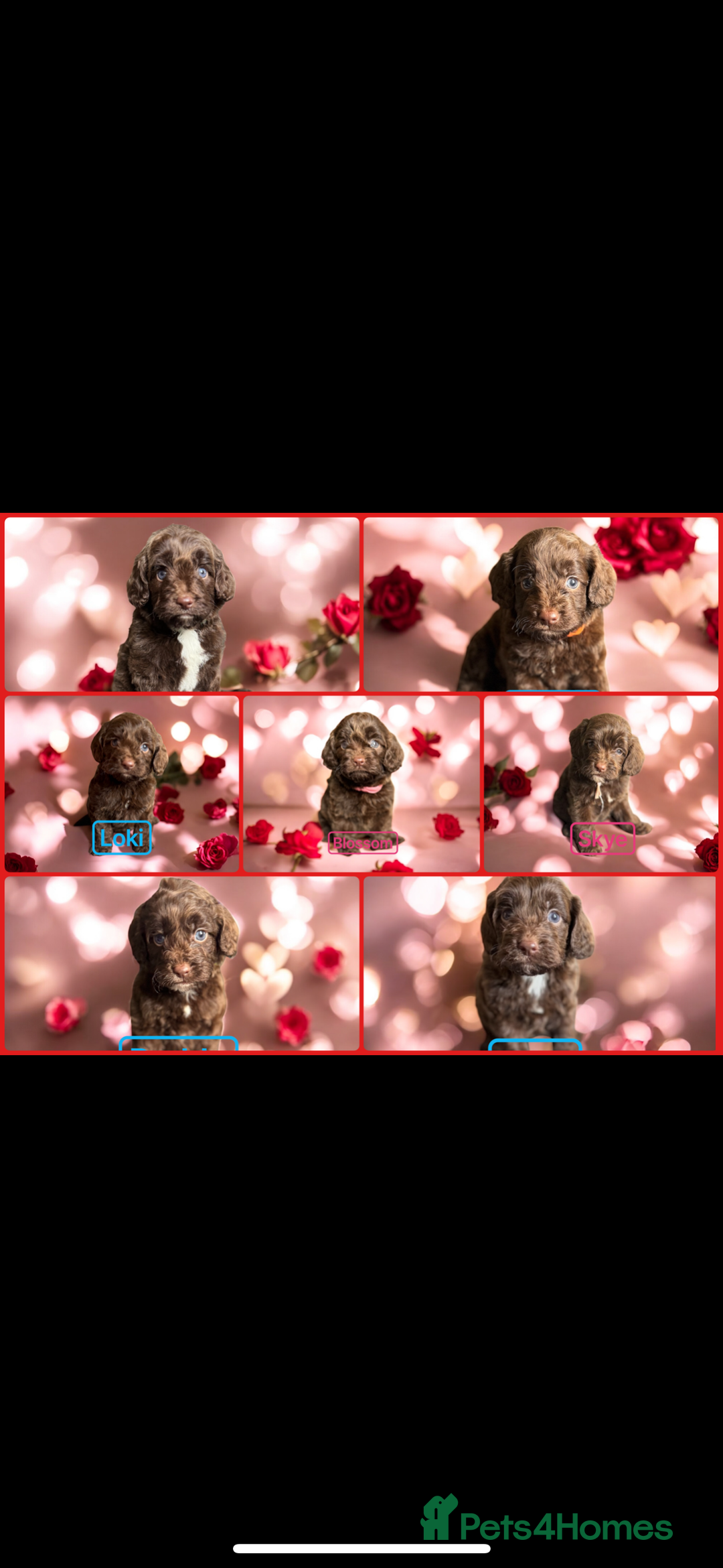 Miniature Poodle dogs for stud: Chocolate phantom miniature poodle stud - Advert 15