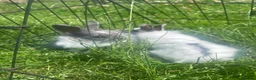 Lionhead rabbits for sale: 2 baby boys  - Advert 5
