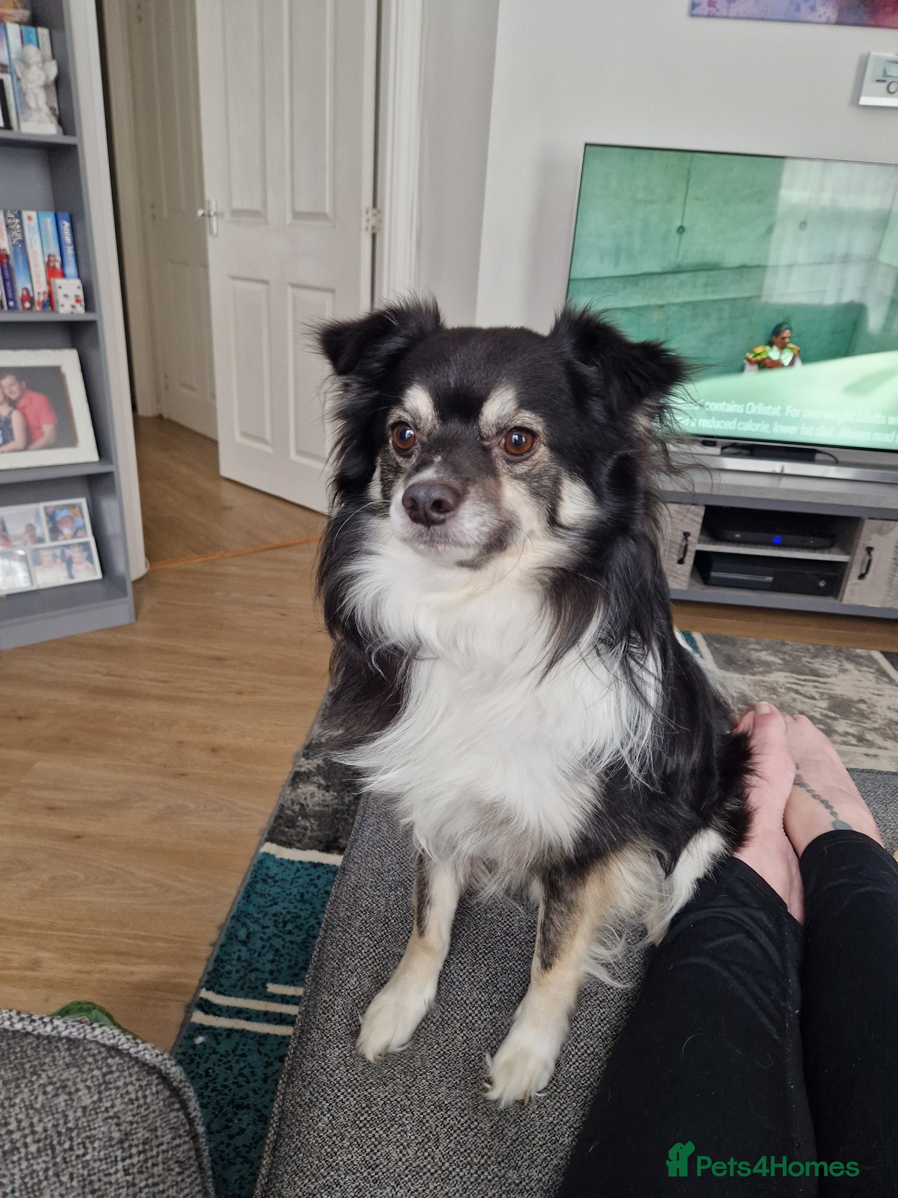 Mixed Breed dogs Male Japanese Spitz cross chihuahua  - Advert 12