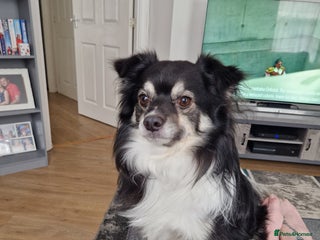 Mixed Breed dogs - Advert 1