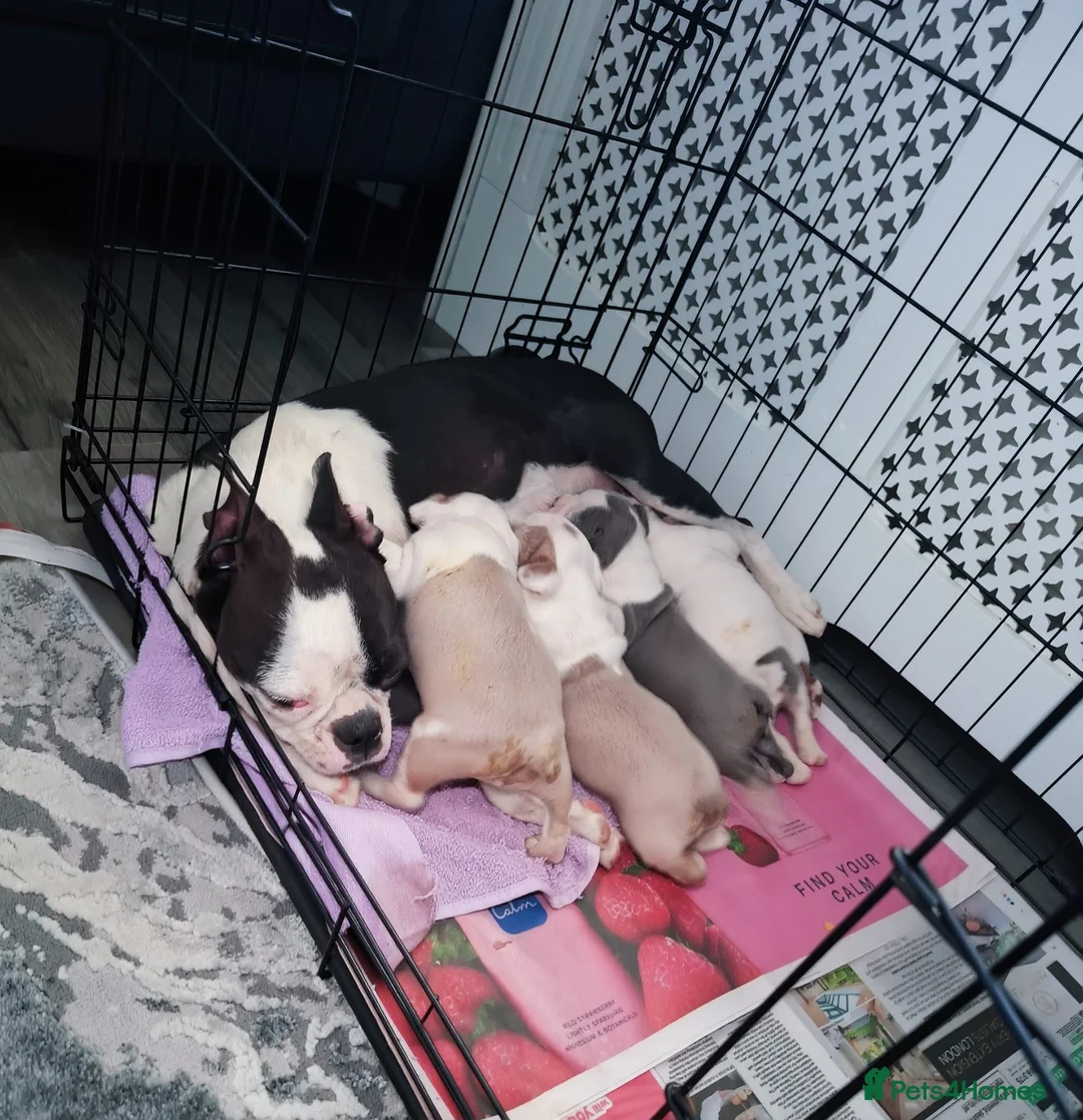 Boston Terrier dogs for sale: 7 beautiful Boston pups  - Advert 2