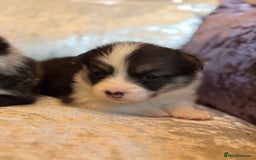 Welsh Corgi Pembroke dogs for sale: Pedigree, health tested parents, licensed breeder - Image 15