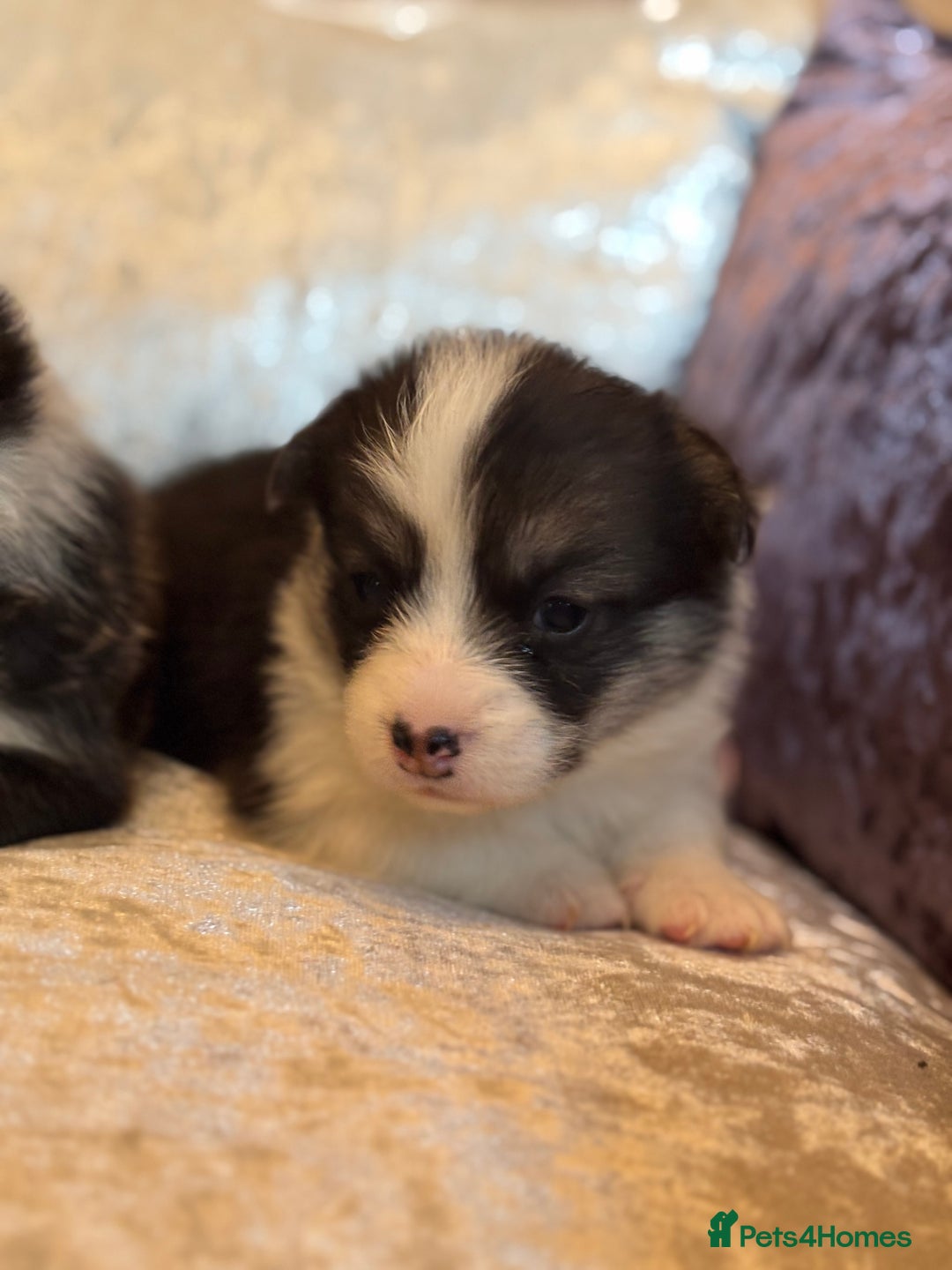 Welsh Corgi Pembroke dogs for sale: Pedigree, health tested parents, licensed breeder - Image 15