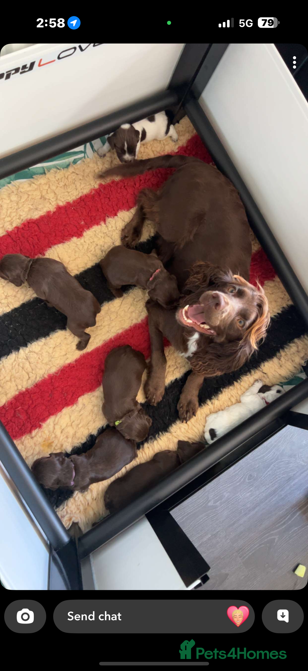 Cocker Spaniel dogs for sale: Working cocker spainel Puppys Ready to leave  - Image 19