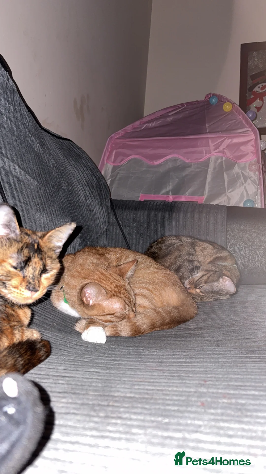 Mixed Breed cats for sale: Amazing trio  - Advert 7