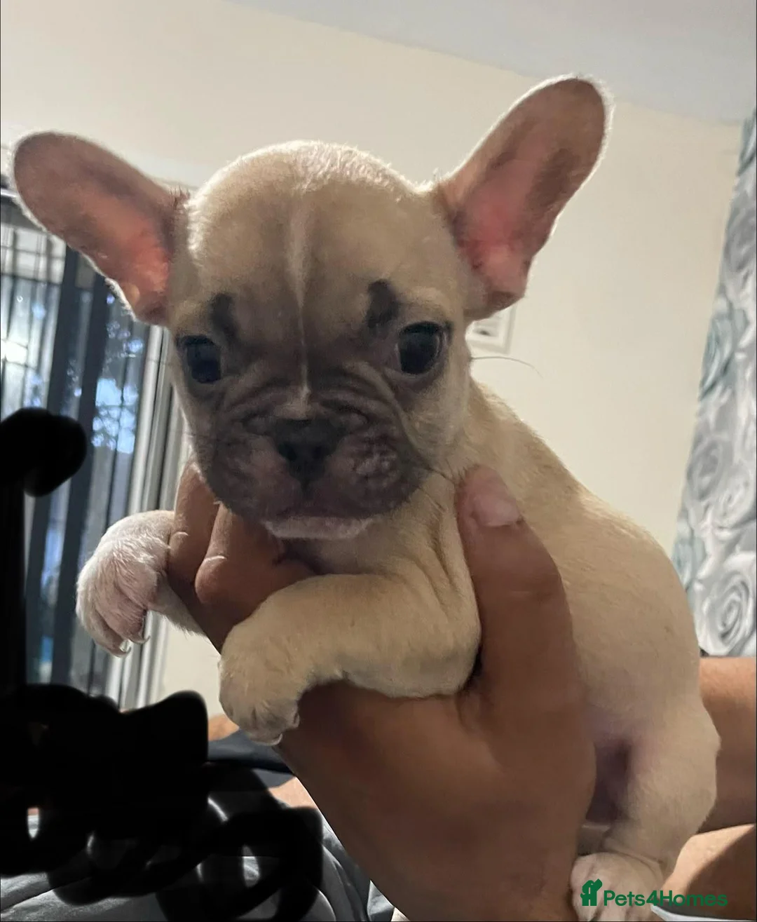French Bulldog dogs for sale: 2 male French bulldog  in Bradford - Advert 5