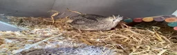 Quail poultry for sale:  COTURNIX QUAIL(2 GROUPS ALSO AVAILABLE) - Advert 6