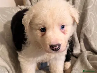 Border Collie dogs HEALTH TESTED CLEAR PARENTS BORDER COLLIE PUPS - Advert 9