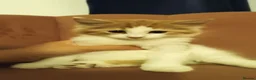 Mixed Breed cats for sale: Kittens for sale in Colchester - Advert 8