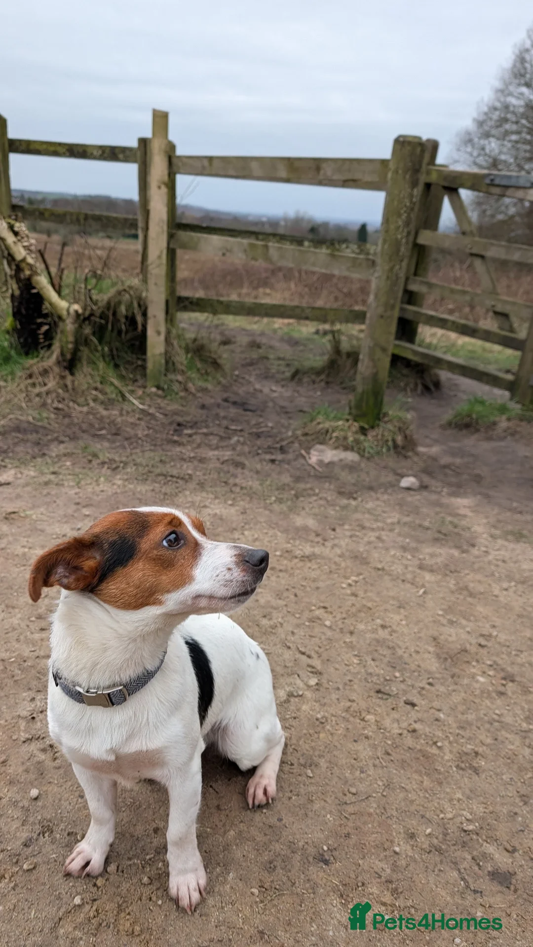Jack Russell dogs for sale: Jack Russell short legged Female  - Advert 4