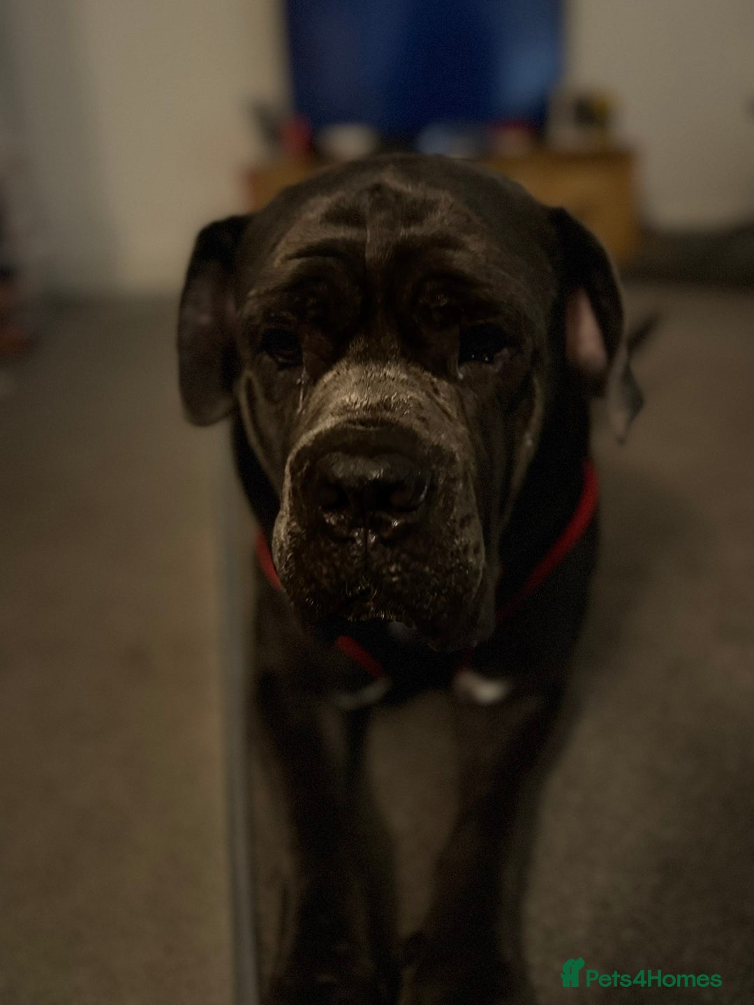 Cane Corso dogs for sale: That (Tye) looking for his forever home  - Image 12