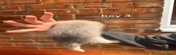 Ferret rodents for sale: Litter of 6 stunning ferrets  in Worksop - Advert 12