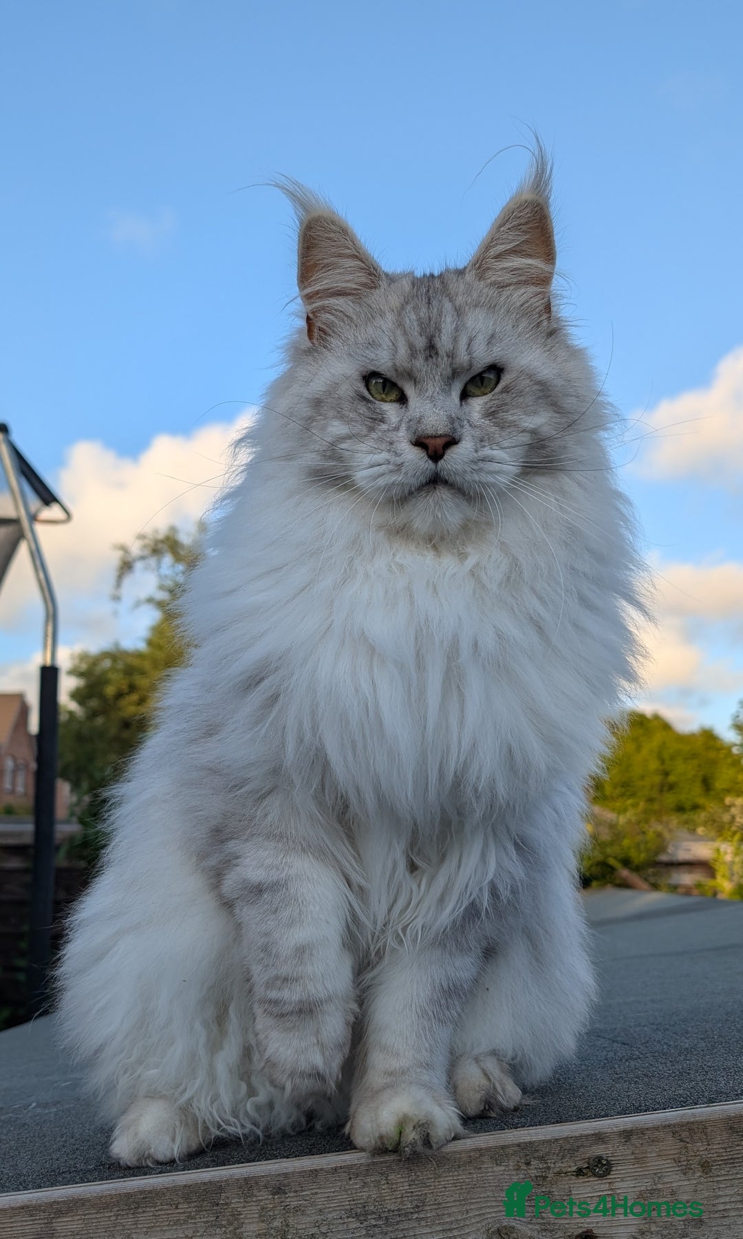 Maine Coon cats for sale: Black Silver Shaded Active proven boy - Image 6