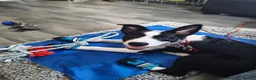 Border Collie dogs for sale: 18wk Border Collie pup  - Advert 3