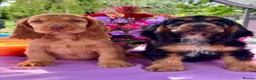 Cocker Spaniel dogs for sale: Kc reg dna tested boy show type cocker puppy - Advert 4