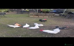 Chickens poultry for sale: Beautiful bantam seramas - Image 1