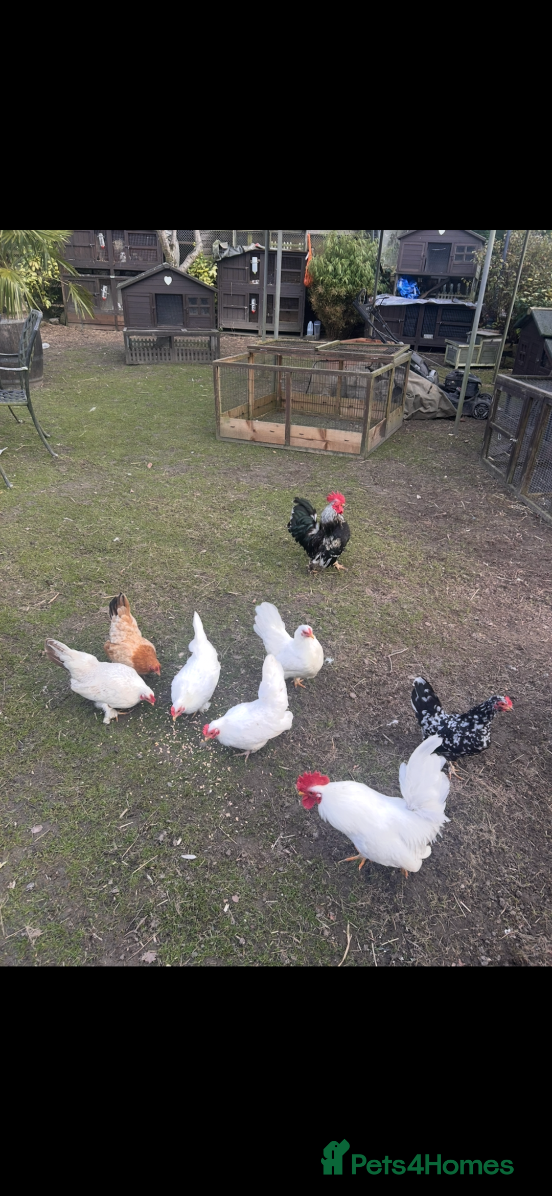 Chickens poultry for sale: Beautiful bantam seramas - Image 1