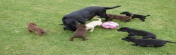 Labrador Retriever dogs for sale: Quality Health Tested Labrador Puppies - Advert 15
