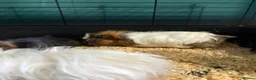 Guinea Pig rodents for sale: 3 male guinea pigs  in Buckley - Advert 3