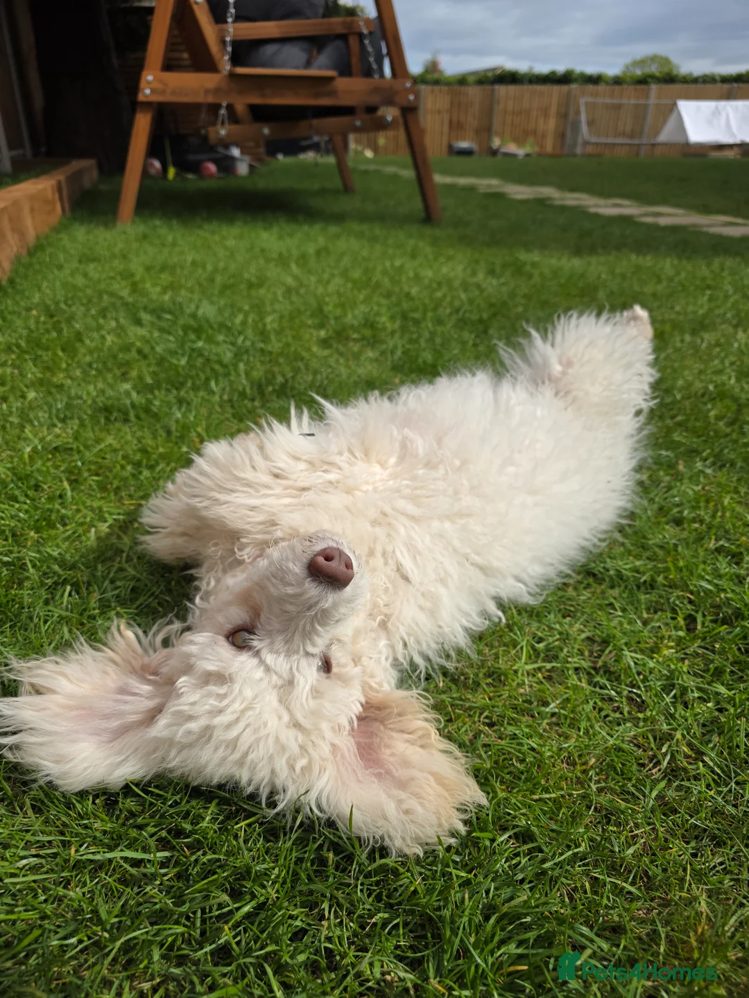 Miniature Poodle dogs for sale: Miniature poodle - Advert 3