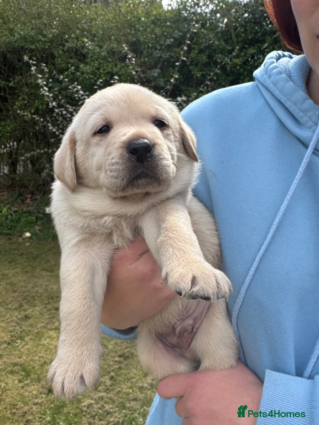Labrador Retriever dogs for sale: Chunky KC reg Show line Champagnes boys  - Image 16