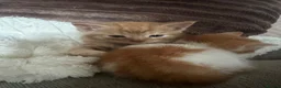 Mixed Breed cats for sale: Gorgeous Gingers  in Ashford - Advert 4