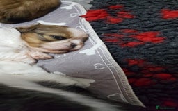 Shih Tzu dogs for sale: Shih Tzu puppies - Image 5