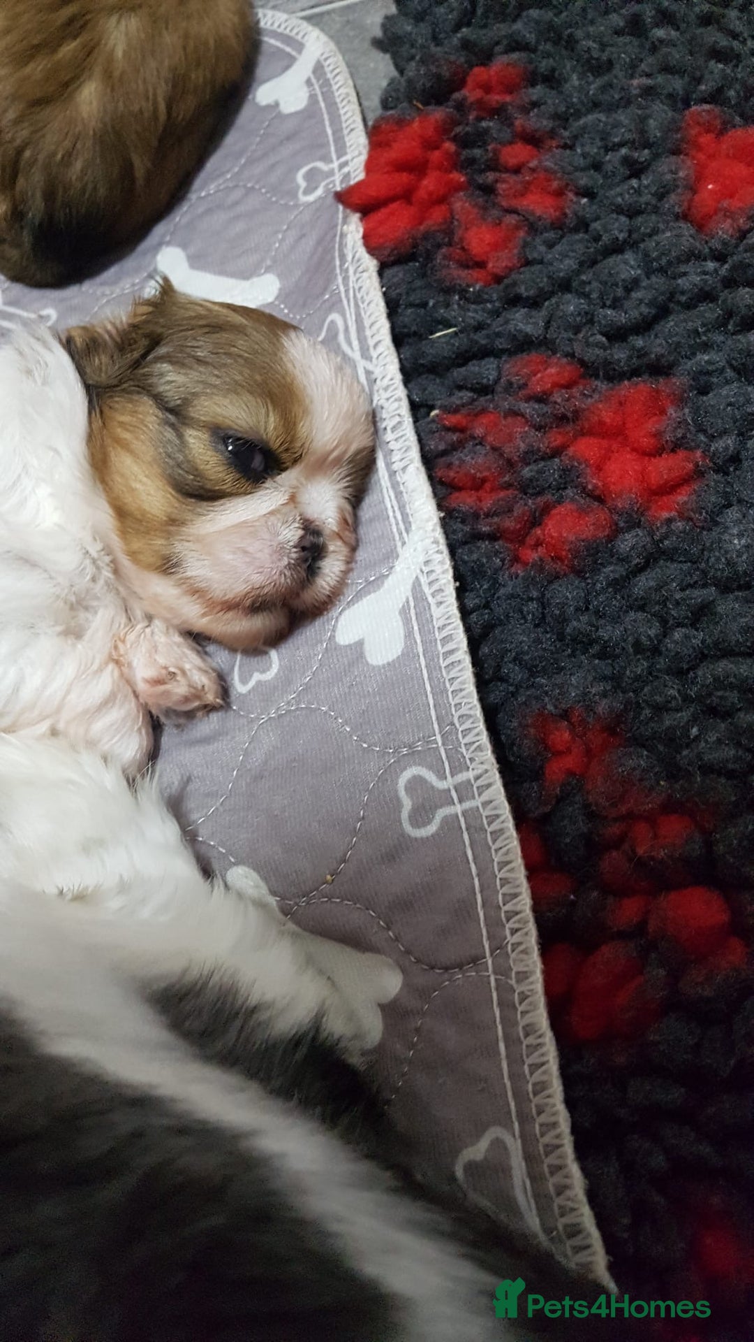 Shih Tzu dogs for sale: Shih Tzu puppies - Image 5