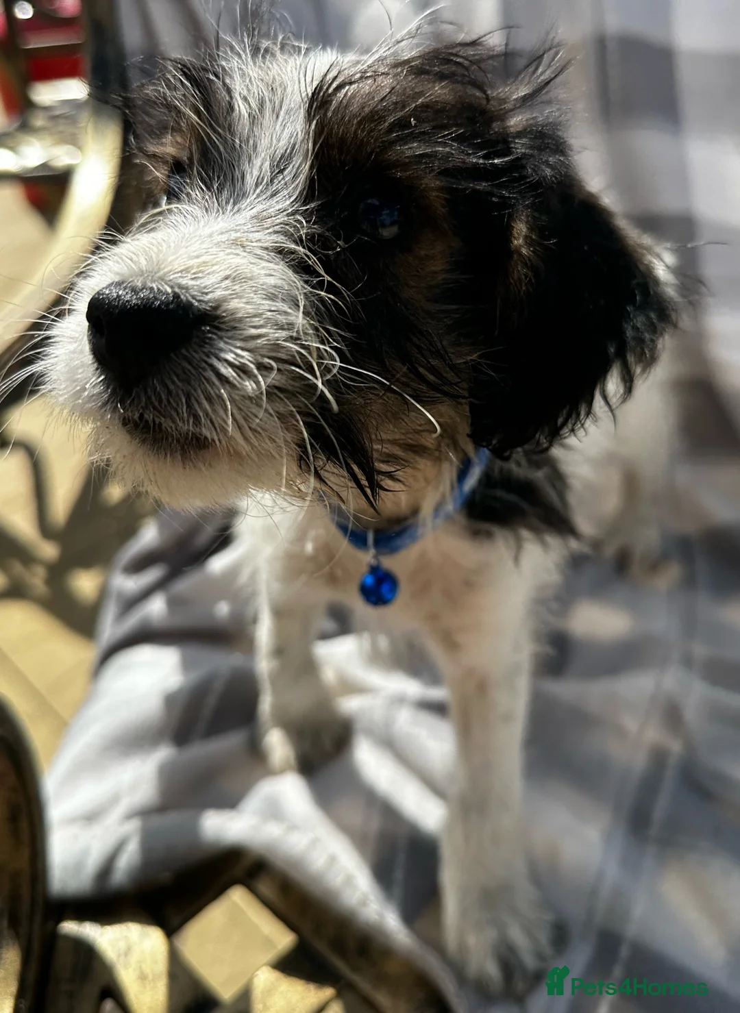 Mixed Breed dogs for sale: Jack Russell cross puppies  in Cambridge - Advert 7