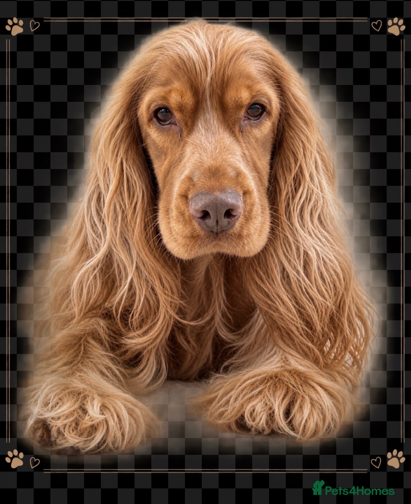 Cocker Spaniel dogs 💕Show cockerspaniel baby’s💕 - Advert 1