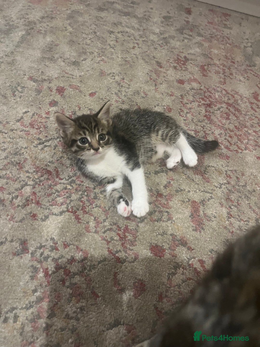 Mixed Breed cats for sale: 3 gorgeous kittens available - Image 7