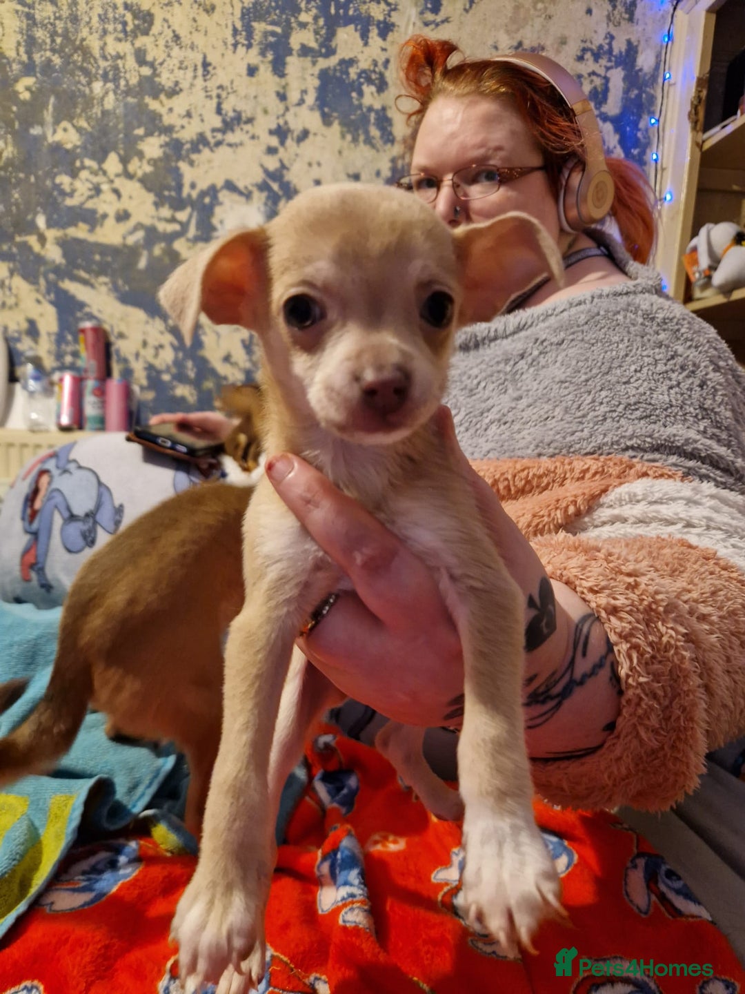 Chihuahua dogs for sale: 8 week old puppys for sale - Advert 3
