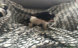 Jack Russell dogs for sale: Jack russell - Image 4