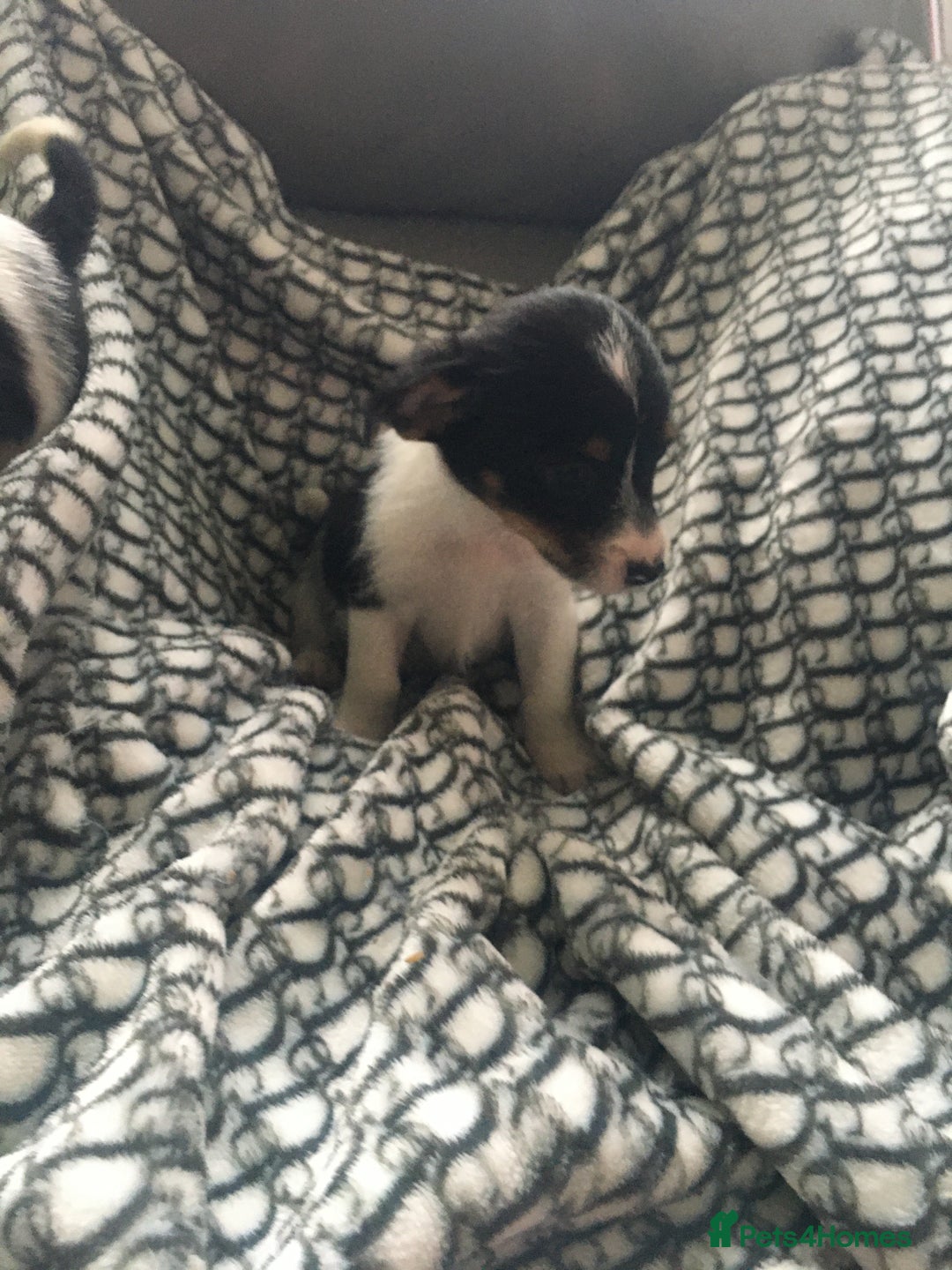 Jack Russell dogs for sale: Jack russell - Image 4