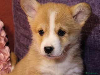 Welsh Corgi Pembroke dogs Champion bloodlines on both sides, great with kids - Advert 3