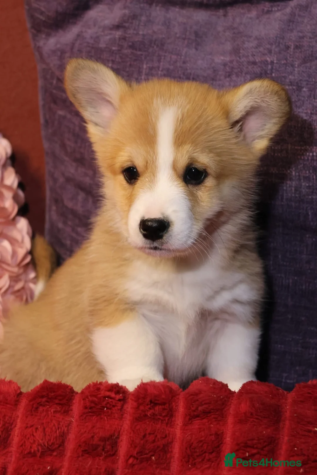 Welsh Corgi Pembroke dogs for sale: Champion bloodlines on both sides, great with kids - Advert 2